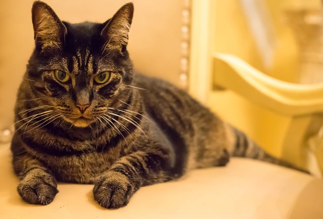 Orange Cat Resources