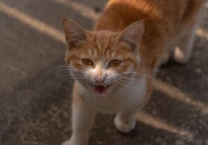 orange-cats-640x480-62571478.jpeg