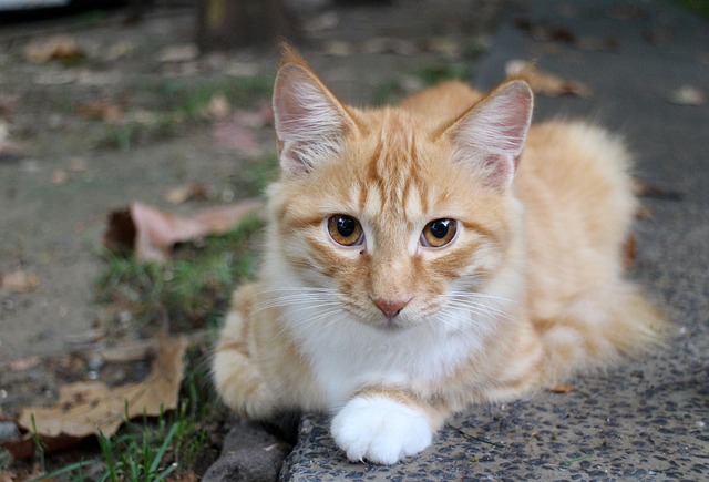Orange Felines