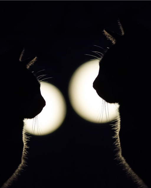 orange-felines-640x480-21948620.png