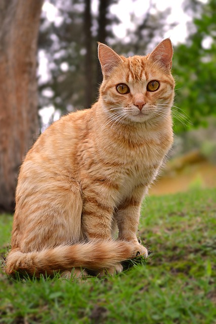 Orange Felines