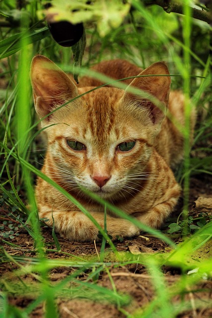 Orange Felines