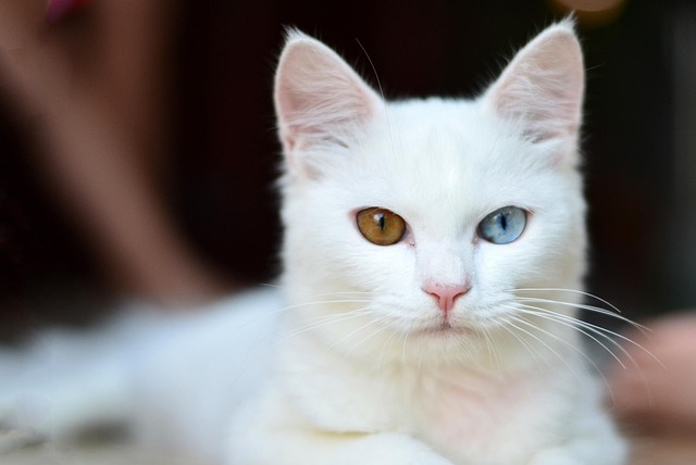 Caring for Orange Kittens: Tips for Coat and Health