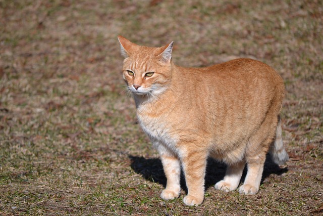 Orange Tabbies