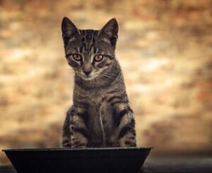 orange-tabby-kitten-640x480-22978636.jpeg