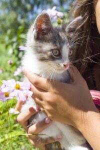 orange-tabby-kitten-640x480-41379547.jpeg