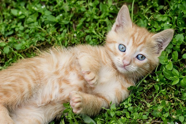 Orange Tabby Kitten