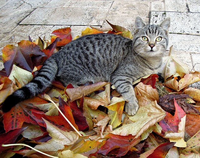 orange-tabby-kitten-640x480-82872220.jpeg