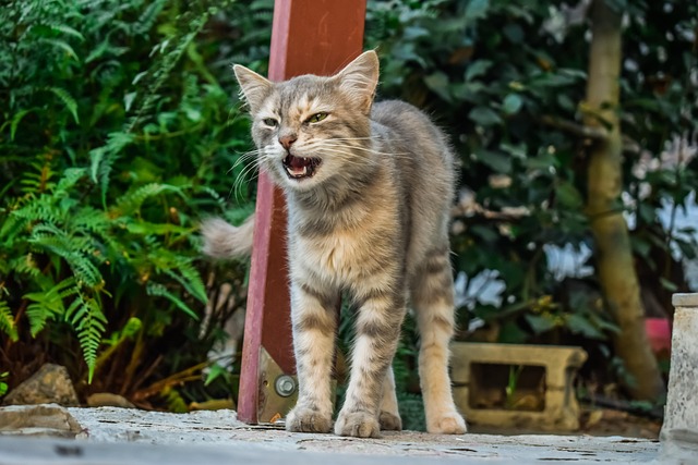 Unveiling Charm: Orange Tabby Kitten Secrets & Health