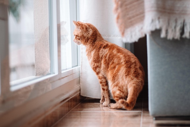 Orange Tabby Kitten