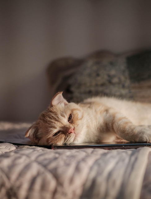 Orange Tabby Kitten