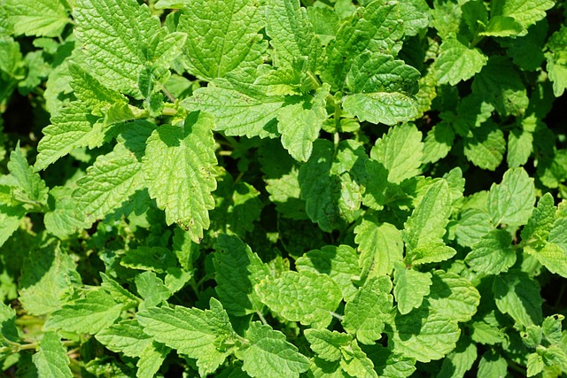 Peppermint Tea