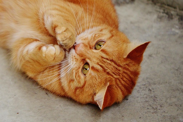 Playful Marmalade Cats