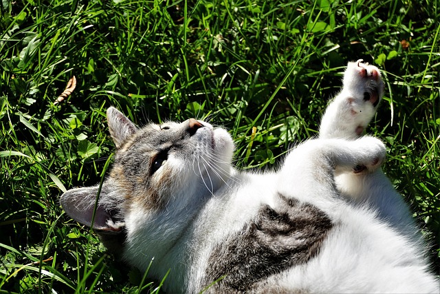 Playful Marmalade Cats