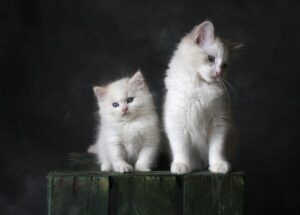 playful-marmalade-cats-640x480-87674030.jpeg