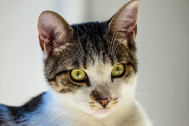 Tabby Cats