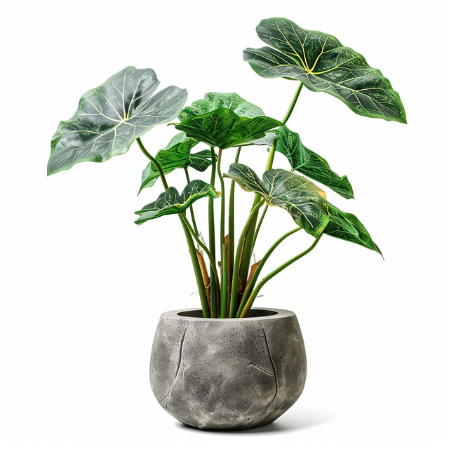 air purifiers