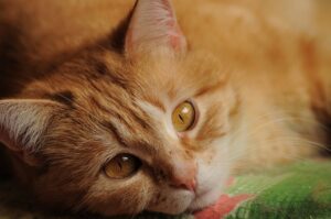 awesome-ginger-cats-640x480-67633985.jpeg