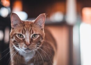 awesome-orange-cats-640x480-6045724.jpeg
