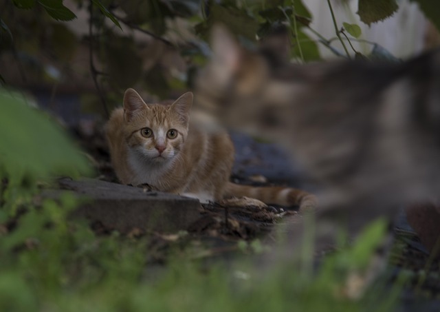 Beautiful Orange Tabby Cats