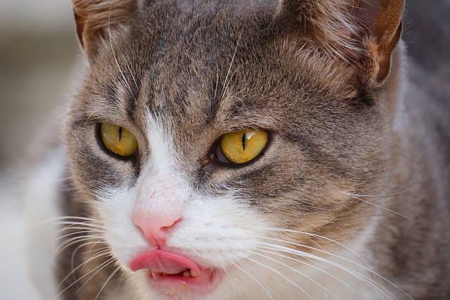 best air purifier for pets