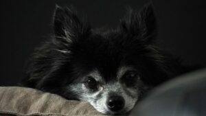best-air-purifier-for-pets-640x480-40155148.jpeg