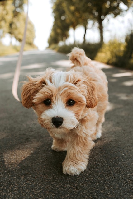 best air purifier for pets