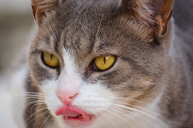 best air purifier for pets