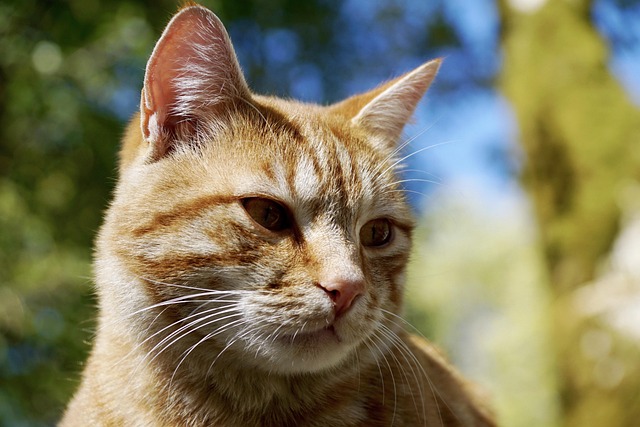Cute Orange Cats