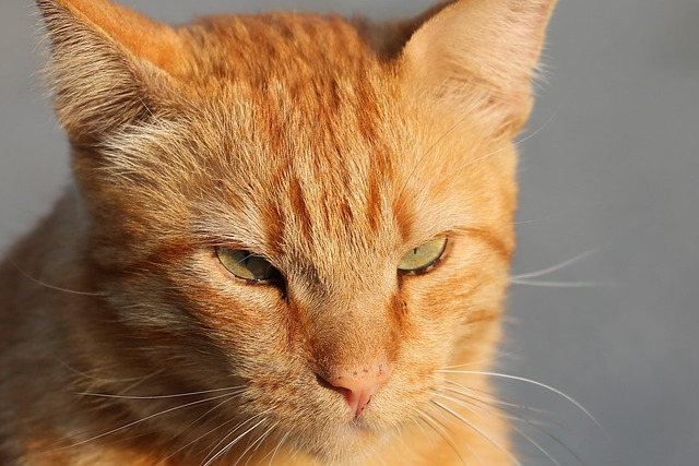 Cute Orange Cats