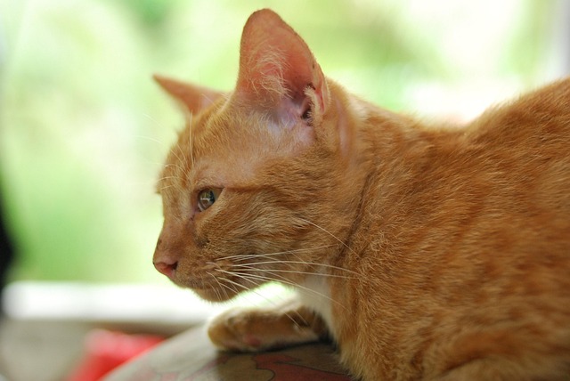 Cute Orange Cats