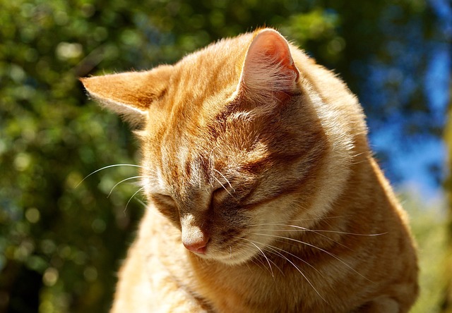 Cute Orange Cats