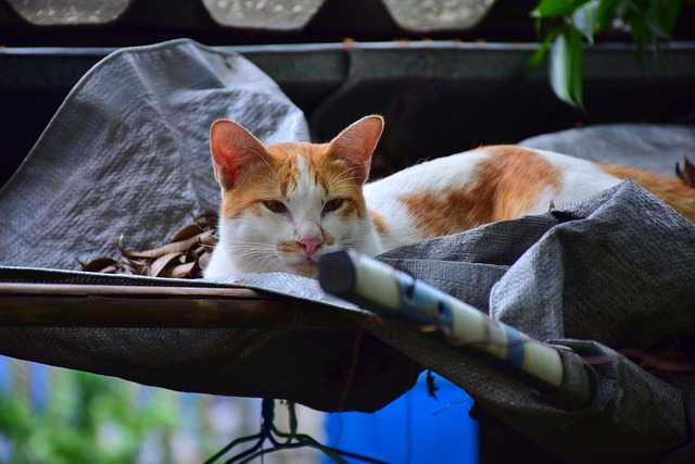 Cute Orange Cats