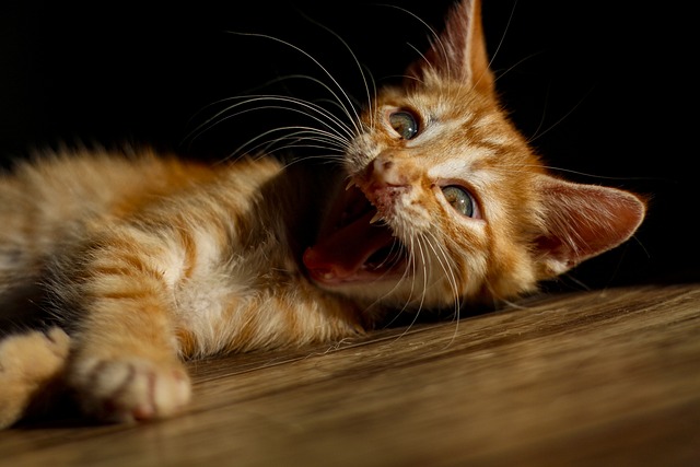 Cute Orange Cats