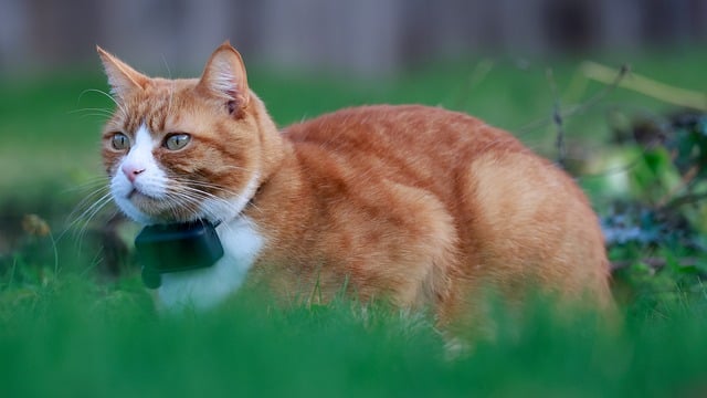 Cute Orange Cats