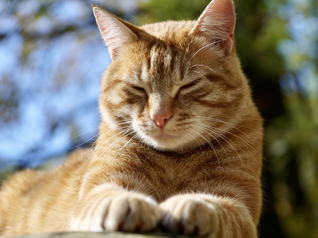 Cute Orange Cats