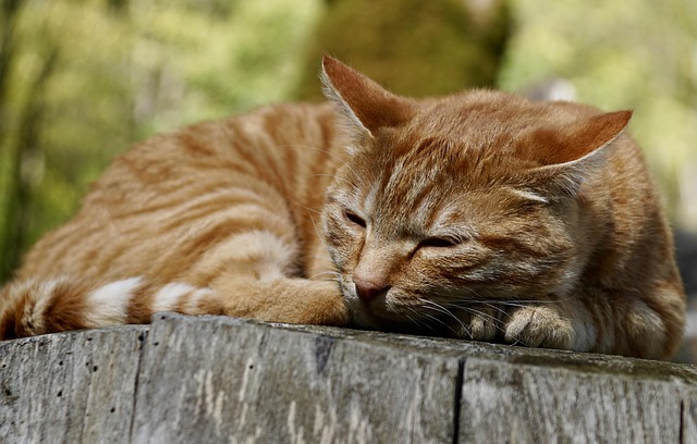 Cute Orange Cats