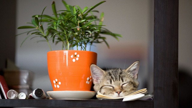 cute-orange-cats-640x480-78870589.jpeg