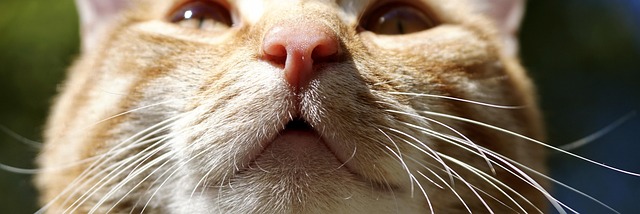 Cute Orange Cats