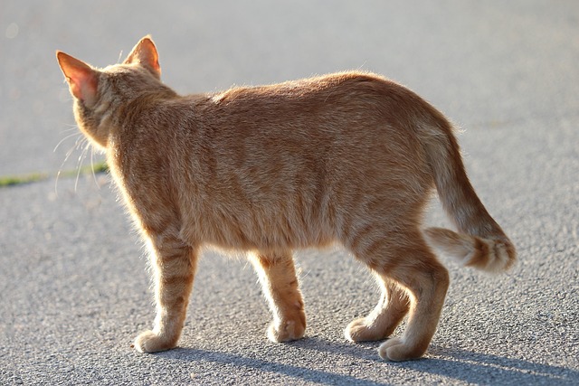 Cute Orange Cats