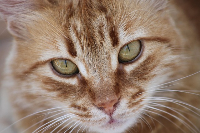 Cute Orange Tabbies