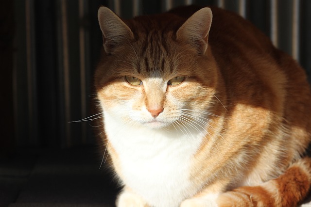 Cute Orange Tabbies