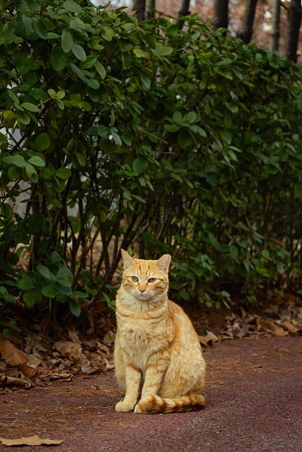 Cute Orange Tabbies
