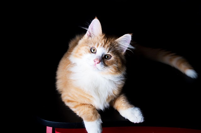Cute Orange Tabbies