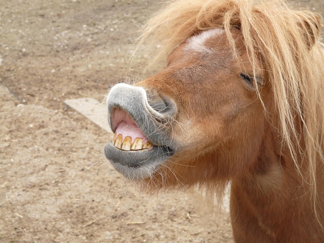 dentures dentistry