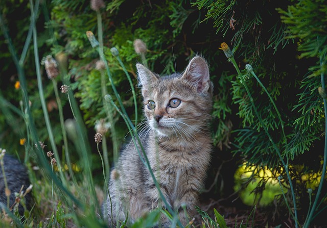 Domestic Cats