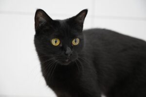 domestic-cats-640x480-38772718.jpeg