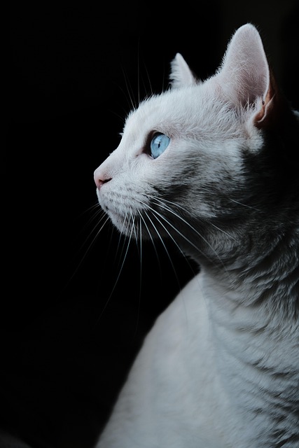 Domestic Cats