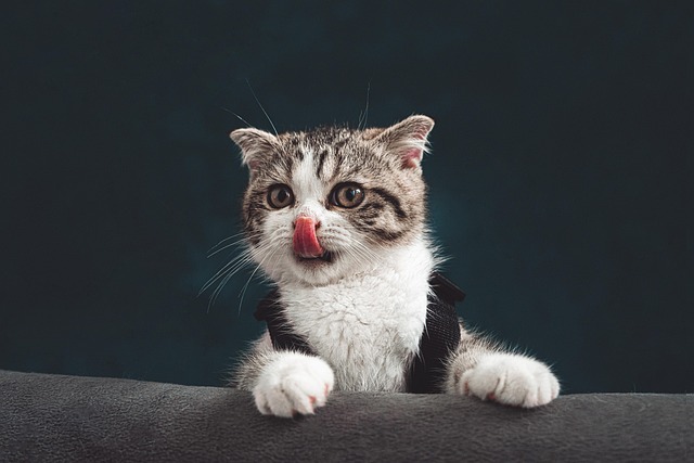 Domestic Cats