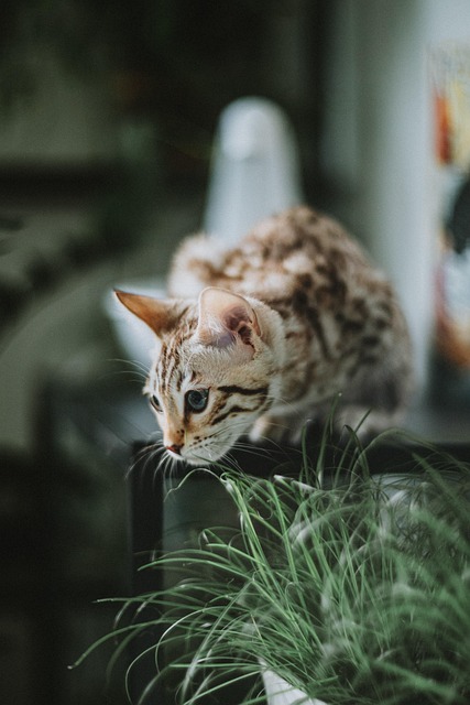 Domestic Cats